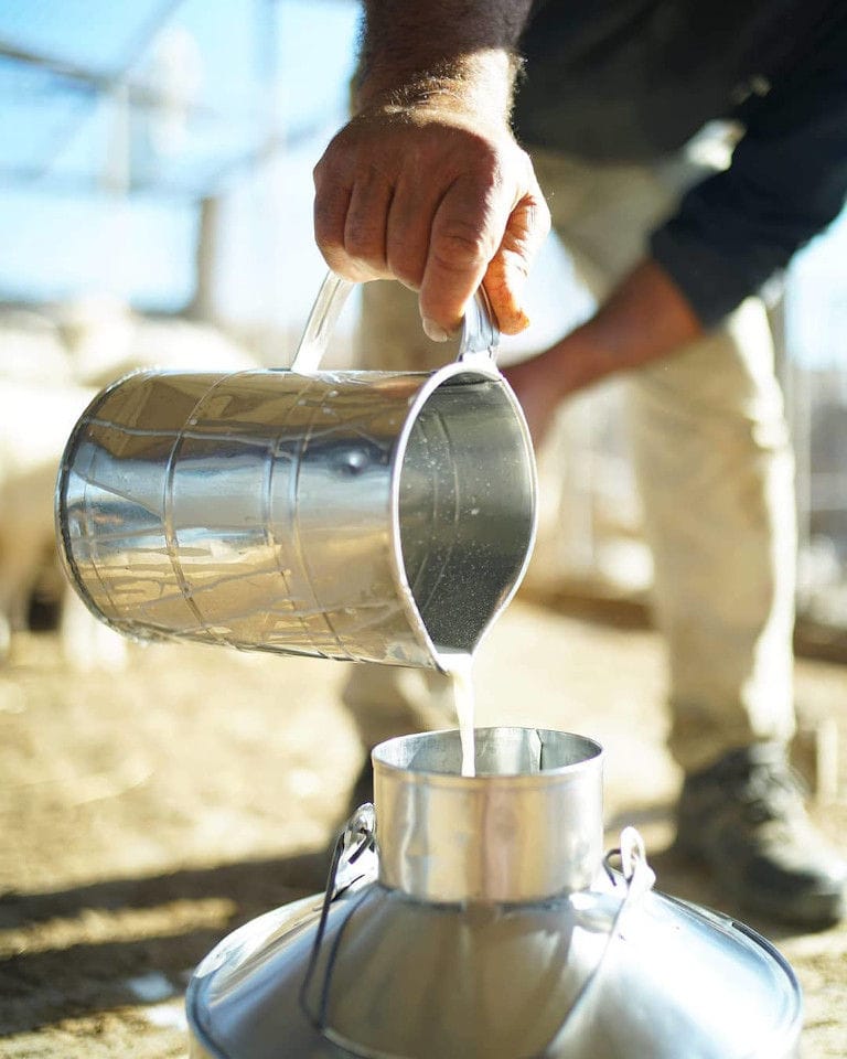 man filled a gallon of milk with aluminum strip cup 'Mykonos Farmers' plant